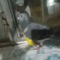 کبوتر|حیوانات|سرپل ذهاب, |دیوار