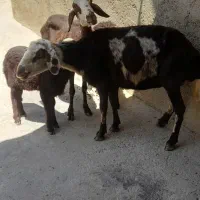 میش وبره ابشاری