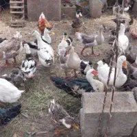 اردک اسراعیلی قو قاز نیمچه اسراعیلی نیمچه محلی|حیوانات مزرعه|تالش, تالش|دیوار