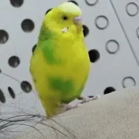گمشده