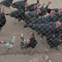 بوقلمون های جوان|حیوانات مزرعه|محمدیه-قزوین, |دیوار