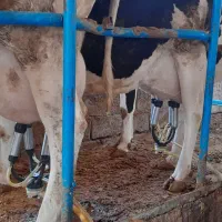 گاو شیری تلیسه با گوساله|حیوانات مزرعه|جلگه رخ, |دیوار