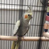 جوجه مرغ عروس|پرنده|آران و بیدگل, |دیوار