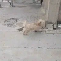 پاکوتاه|سگ|شیروان (خراسان), |دیوار