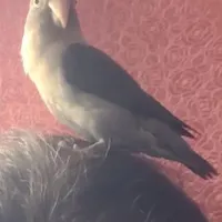 طوطی برزیلی گمشده در چمستان