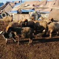 میش شیشک بره دار داشتی وبز کهره دار داشتی