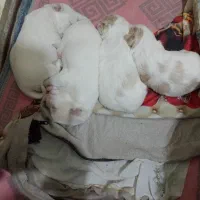 وارد سلام برادران عزیز ۴ تا سگ واگذار دارم پشمالو|سگ|بندر امام خمینی, |دیوار