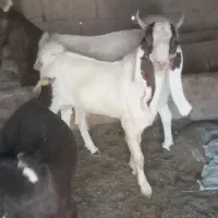 بز پاکستانی