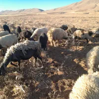 میش|حیوانات مزرعه|زنده رود, |دیوار