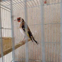 سهره نر جوجه قفس