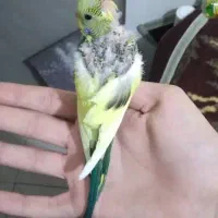 مرغ عشق دورگه|پرنده|تهران, علم و صنعت|دیوار