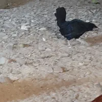 مرغ و خروس مینیاتوری|حیوانات مزرعه|ماهدشت, |دیوار