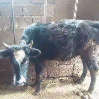 گوساله یا گاو
