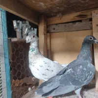 کبوتر درجه یک|پرنده|تربت جام, فاز ۲ فرهنگیان|دیوار