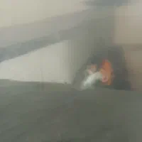 ماهی گوپی و بچه ماهی گوپی|ماهی|قم, نیروگاه|دیوار