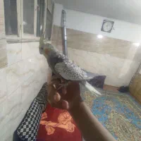 یک عروس نر سخنگو دستی|پرنده|محمدشهر, جعفرآباد|دیوار