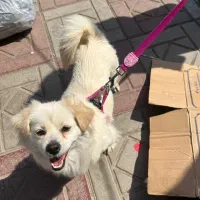 سگ پامر اشپیتز ماده