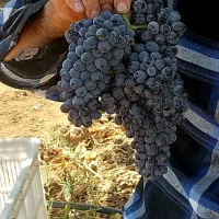 انگور مخصوص آبگیری