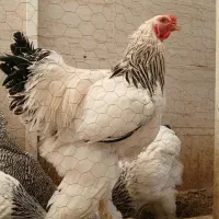 تخم مرغ نطفه دارزینتی