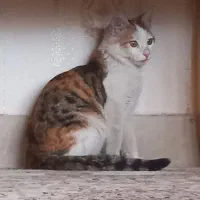 گربه یک ساله ماده