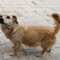 پامرین یک ساله|سگ|نهاوند, |دیوار