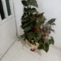 وسایل منزل دوعدد گلدان بگونیا  ویه سوپ خوری|حراج|کرمانشاه, |دیوار