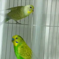 جفت رینبو نر رگ انگلیسی