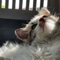 واگذاری گربه