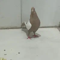 کبوتر سینه زرد ماده