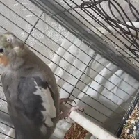 عروس هلندی|پرنده|رشت, سلیمانداراب|دیوار