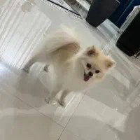 سگ پامرین اصل وزن یک ونیم