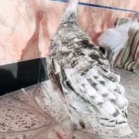 مرغ و بوقلمون