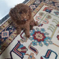 سگ پودل|سگ|چمستان, |دیوار