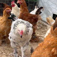 مرغ برهما بالغ آماده تخم گذاری|حیوانات مزرعه|آمل, |دیوار