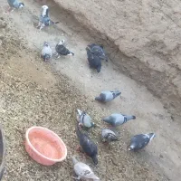 15 عدد کفتر