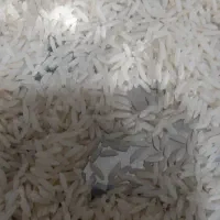 نیم دانه طارم هاشمی