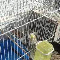 عروس هلندی|پرنده|نورآباد, |دیوار