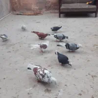 ۹تا کفتر مفت ۱ تومن معاوضه هم میشن