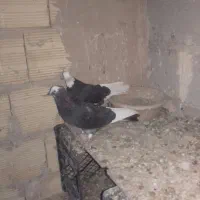 کبوتر|پرنده|رباط‌کریم, انجم آباد|دیوار