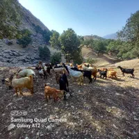 تعدادی بز داشتی زیرقیمت شیر دار وسرحال وآبستن|حیوانات مزرعه|چاروسا, |دیوار