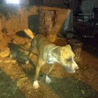 سگ پیت بول نر