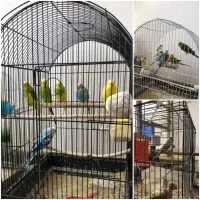 مرغ عشق نر و ماده همراه جوجه