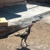 خروس لاری