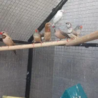 فنچ با قفس بزرگ
