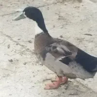 خروس و مرغ و اردک
