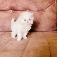 بریتیش پرشین لانگ هیر