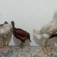 تخم مرغ محلی|حیوانات مزرعه|گرگان, |دیوار