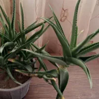 گل آپارتمانی همراه باجوانه های فراوان|گل و گیاه طبیعی|سبزوار, فیاض|دیوار