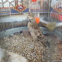 پرنده سهره خاکی