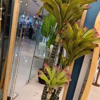 انواع درختچه وارداتی